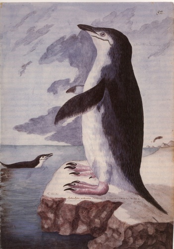 Zügel- oder Kehlstreifpinguin, F: Aptenodytus antarctica - Pygoscelis antarctica (Südatlantik bei Kerguelenland, 1772); ebd., Abb. S.103.